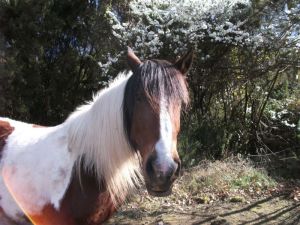 Reiten auf dem Bauernhof wird immer beliebter.